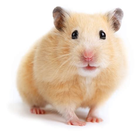 Syrian Hamster Info Pictures Traits Facts Pet Keen Atelier Yuwa