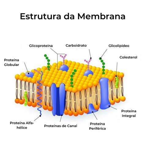 Resumo Sobre Membrana Plasmática Biologia Projeto Sophia
