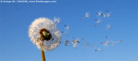 El viento como punto de partida de la enfermedad. - Altea Salut