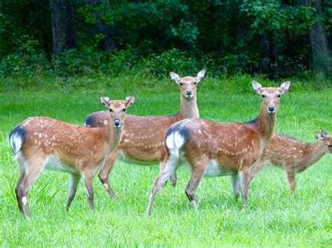 Maryland Biodiversity Project Sika Deer Cervus Nippon