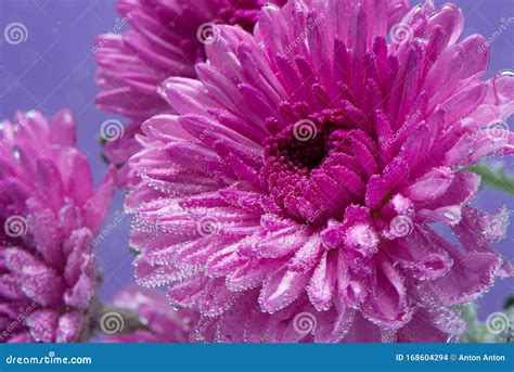 Beautiful Purple Flower Chrysanthemum Under Water Background And