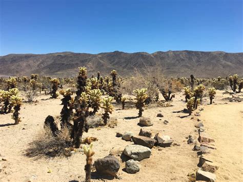 When growing in windy environments, this organism will grow low along the ground, but when what organism and environment is described above? 4 Desert Parks Near LA | National Parks of California | FWT