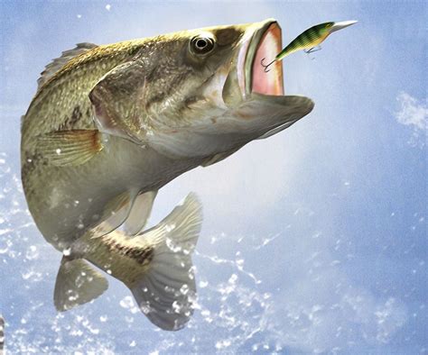 Get Bass Fishing Logo Free Images Bukan Blog Luar Biasa
