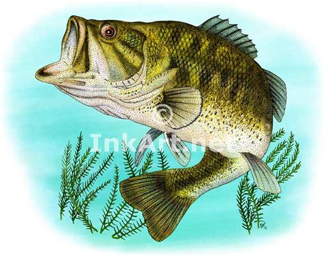 Large Mouth Bass Drawing At Getdrawings Free Download