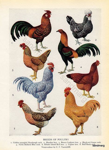 Vintage Roosters Pet Chickens Chicken Breeds Rooster
