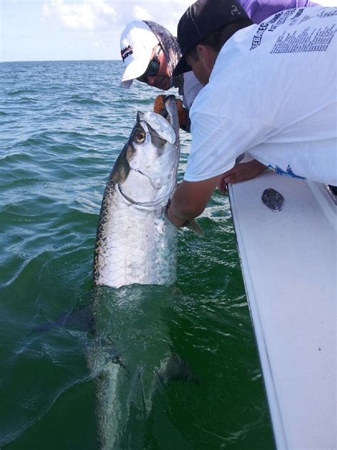 Boca Grande Tarpon Fishing Charters Tarpon Fishing Guides Florida