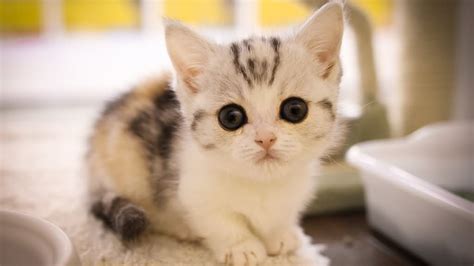Black Eyes White Munchkin Cat Kitten In Blur Background Hd Cute Cat