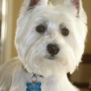 Melanin is the pigment that colors hair, and without it, hair is white. West Highland White Terrier |Small Dog Breeds