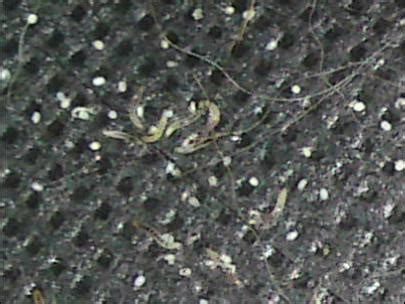 Fleas - Suffolk Pest Control Company