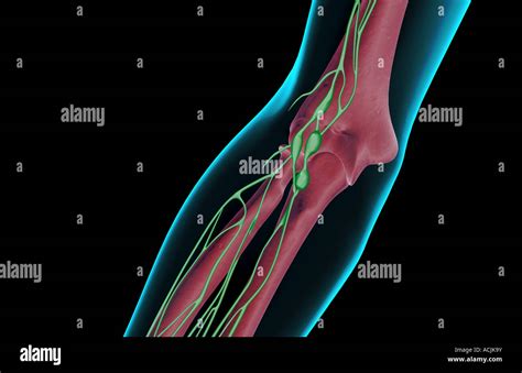 The Lymph Supply Of The Elbow Stock Photo Alamy