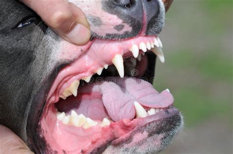 Dog Jaw Anatomy