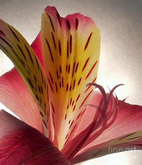 Pink Iris Photograph By Linda Peglau Fine Art America
