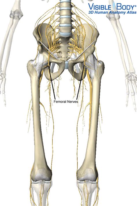 Active Release For The Femoral Nerve Active Release Ottawa