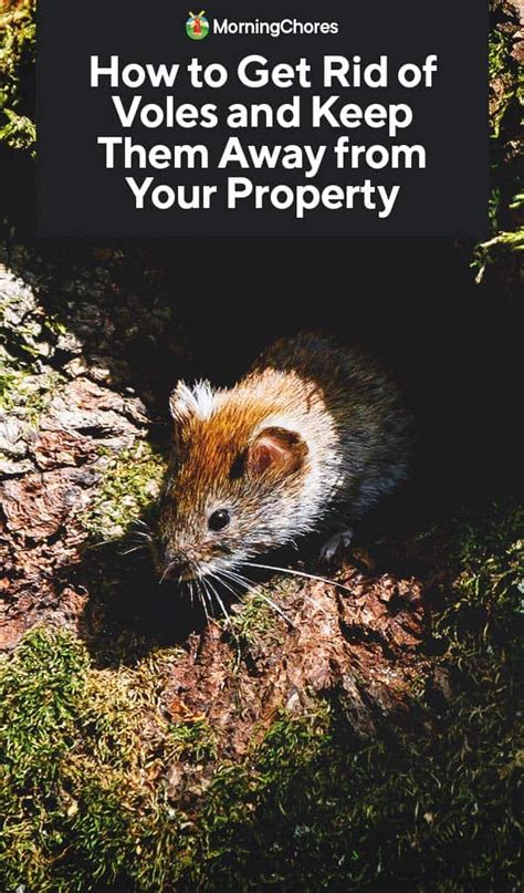 How To Get Rid Of Voles And Keep Them Away From Your Property Big