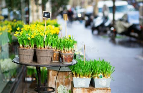 Outdoor Flower Market Stock Photo Image Of Europe Street 28981372