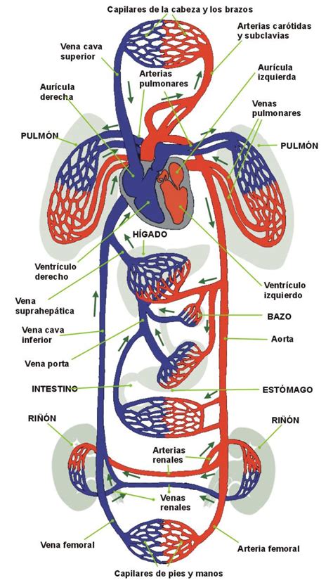 Principais Artérias E Veias Do Sistema Circulatório Sanguíneo Anatomia I