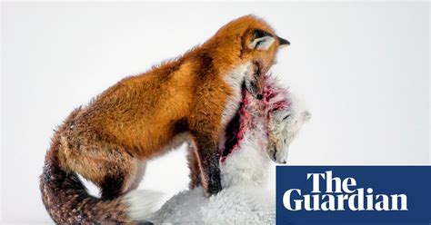 Wildlife Photographer Of The Year 2015 Winners In Pictures Environment The Guardian