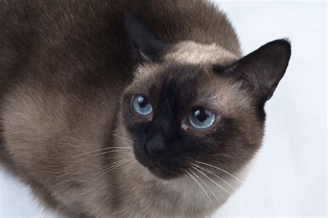 Siamese Cats Diseases 9 Recurrent That They Suffer Megamascotas