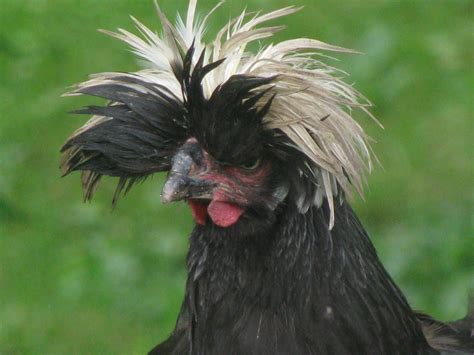 This Is A Neighbors Chickenor Somethinghaving A Really Bad Hair