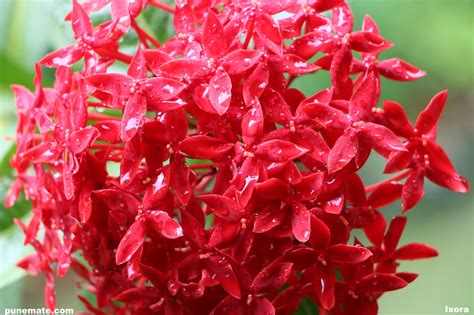 Plants And Flowers Of India And Pune Ixora Punemate