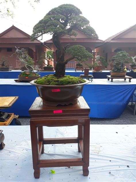 Cucur atap ( baeckea frutescens) pokok cucur atap juga dikenali sebagai pokok celoreng atap. Pin oleh P,C pasak di bonsai malaysia cucur atap | Taman