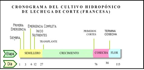 Tiempo Del Ciclo De Cultivo De Lechuga Desde Siembra Hasta Flor Sólo Download Scientific