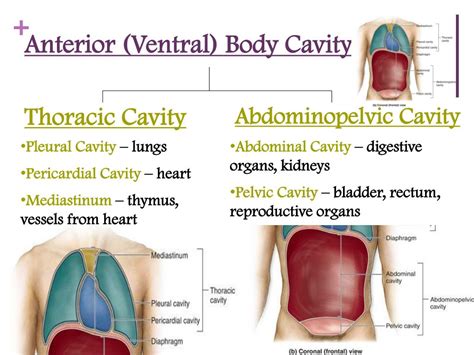 Ppt Anatomical Terms Powerpoint Presentation Free Download Id3032560