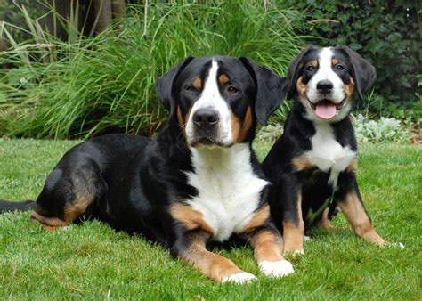At one time, the breed was believed to have been among t. Grosser Schweizer Sennenhund › Hunde-Info.de