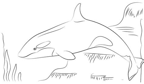 Click the download button to see the full image of killer whale coloring pages download, and download it for a computer. killer whale coloring page for children