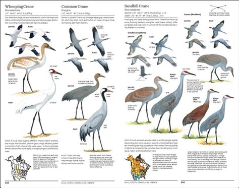 The North American Bird Guide Nhbs Field Guides And Natural History