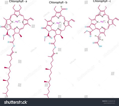 Structure Chlorophyll B C Molecular Formula Stock Vector Royalty Free