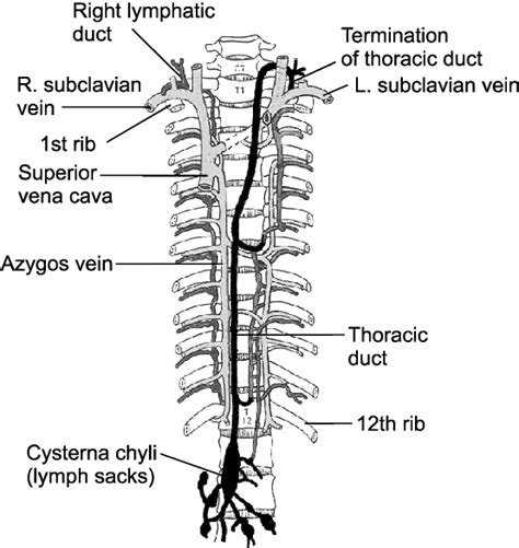 Figure 2 From Management Of Cervical Chylous Fistula Following Neck