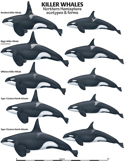 Pin On Orca Whales