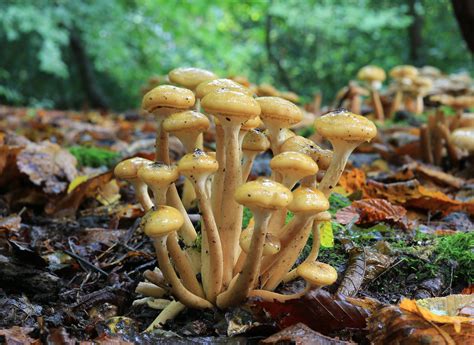 Armillaria Mellea Honey Fungus Stus Images Flickr