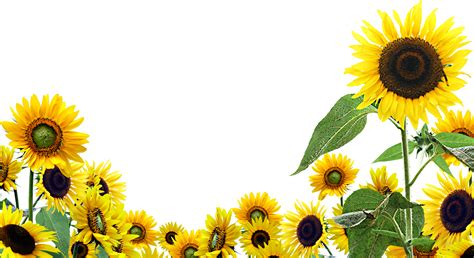 Common Sunflower Clip Art Sunflower Transparent Png C
