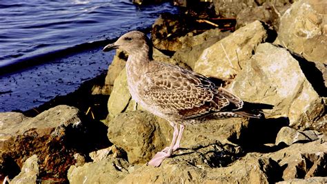 Bird Martinez Shoreline California Usa Arvindm Flickr