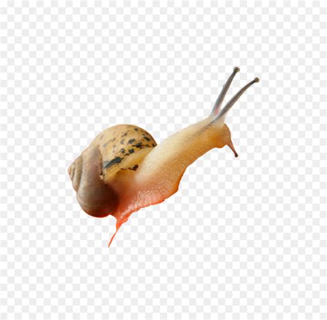 Caracol Slug O Caramujo Gigante Africano Png Transparente Gr Tis