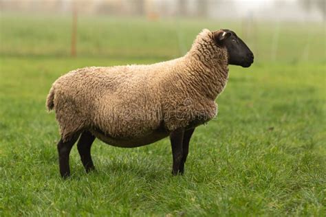 One Adult Sheep Animal Stands In Autumn On A Pasture In Side View Stock