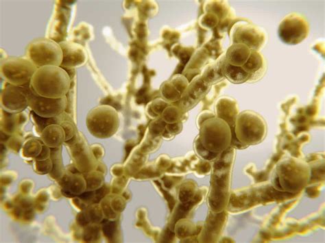 Candida Auris Found In Nature For The First Time Qps