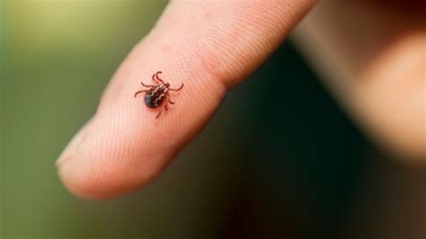 How To Treat And Prevent Tick Bites Outside Online
