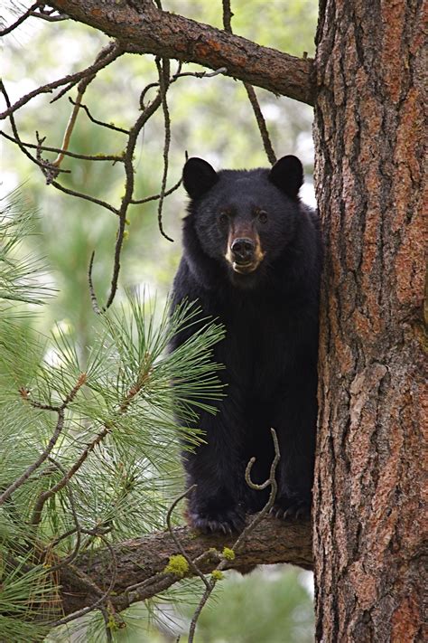 Black Bear Up In A Pine Tree In The Smoky Mountains Black Bear