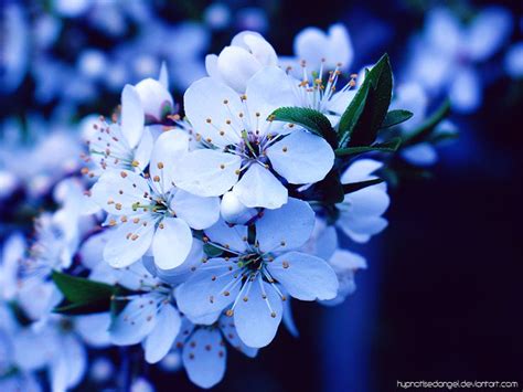 Blue Cherry Blossom By Hypnotisedangel Cherry Blossom Wallpaper Blue