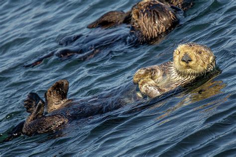 Morro Bay Sea Otter Photograph By Donald Pash