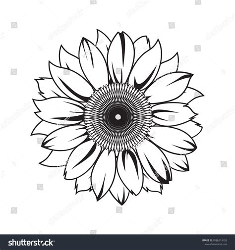 Sunflower Vector Illustration Black Color Stock Vector Royalty Free