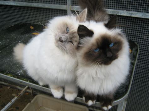 In some parts of france and the uk birman cats. Birman Kittens | Dereham, Norfolk | Pets4Homes