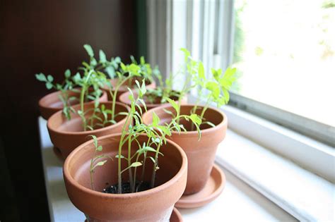 Why plants always seem to turn towards the light and climbing plants run up the trellis rather than down? What is the Difference Between Phototropism and Geotropism ...