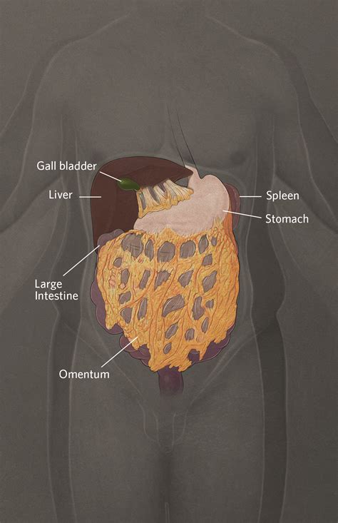 Human Belly Anatomy