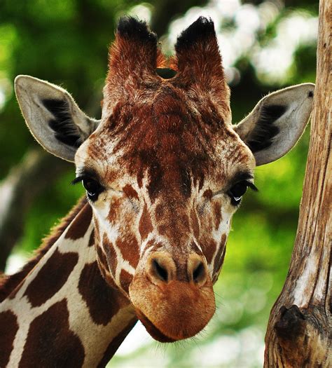 Giraffe Face Geoffrey Kroll Flickr