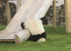 A Clumsy Panda Falling Off A Slide Funny Animals Funny Animal