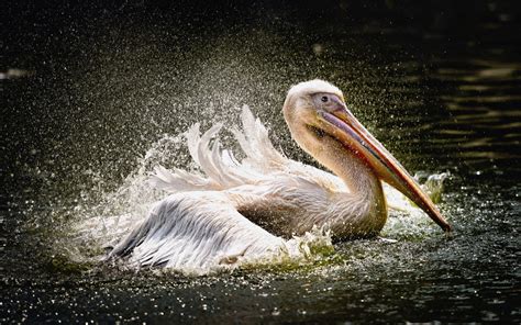 Pelican Wallpaper Brengosfilmitali